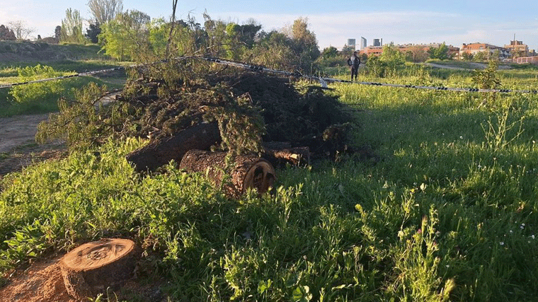 Vecinos de Montecarmelo denuncian ante la Fiscalía la tala de árboles en la parcela del cantón