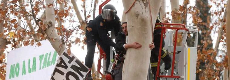 Ecologistas cifran en 'más de 6.000 árboles en un año' los perdidos por la capital