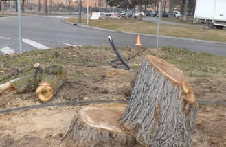 El PSOE denuncia una tala indiscriminada de árboles en la localidad