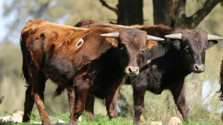 Madrid aprueba nuevas ayudas al toro de linea por valor de 3 M de euros