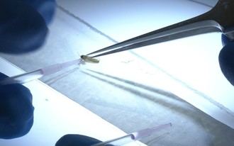 Estudio del ISCIII revela bajo riesgo de transmisión del virus Oropouche en España
