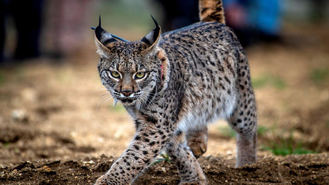 Un lince ibérico de dos años explora desde hace semanas el este de la región