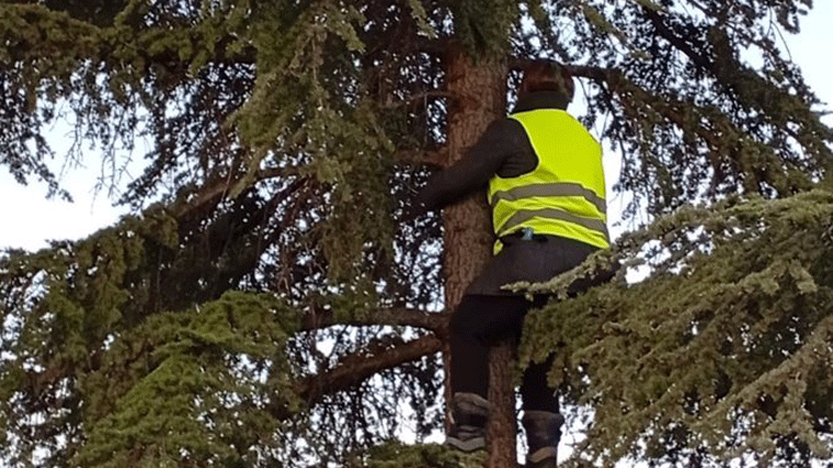 Se mantienen las protestas por el cantón de Montecarmelo: una vecina se sube a un árbol por la 'motosierra' de Almeida