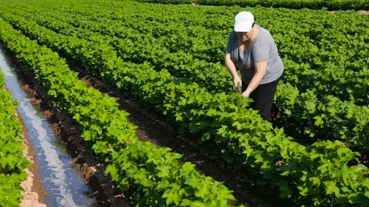 La `huerta de Madrid´en riesgo de sequía, la CHT corta el agua