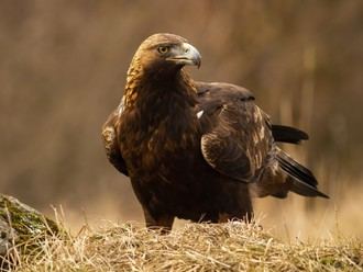 Explora la migración de aves en una visita guiada este mayo