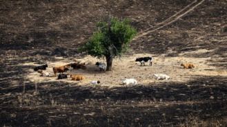 Declarados zonas `castróficas´ seis municipios madrileños por los incendios
