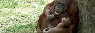 Nace una nueva cría de orangután de Borneo, una de las especies más amenazadas, en el Zoo Aquarium de Madrid